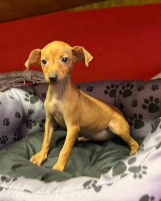 Disponibili pinscher