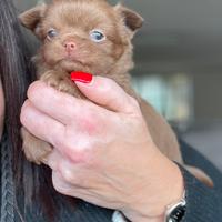 Cucciolo chihuahua pelo lungo