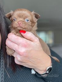 Cucciolo chihuahua pelo lungo