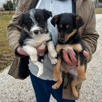 Jaky-Boo (mix Jack Russell Terrier x Border Collie