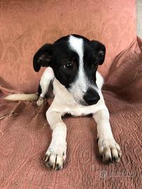 Volpino italiano jack russel