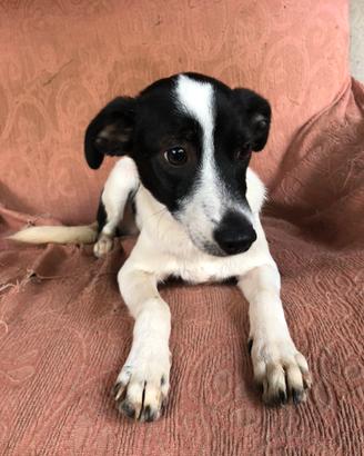 Volpino italiano jack russel