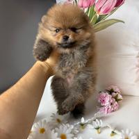 STUPENDA volpino pomerania TOY pedigree ENCI
