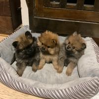 Cuccioli di Pomerania