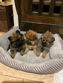 Cuccioli di Pomerania