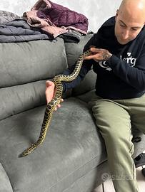 Anaconda gialla