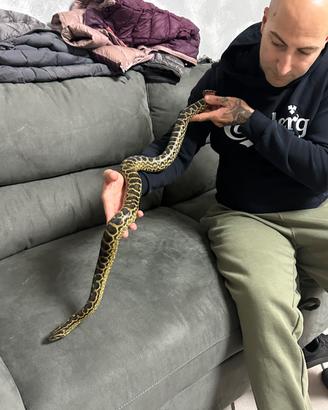 Anaconda gialla