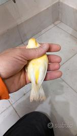 Canarino maschio 2025