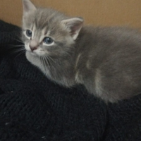 Piccoli batuffolo grigio