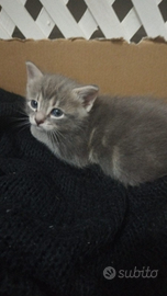 Piccoli batuffolo grigio