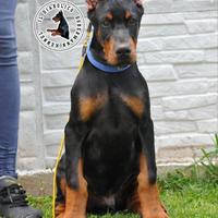 Cuccioli di dobermann