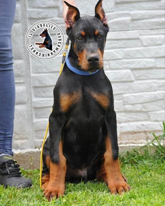 Cuccioli di dobermann