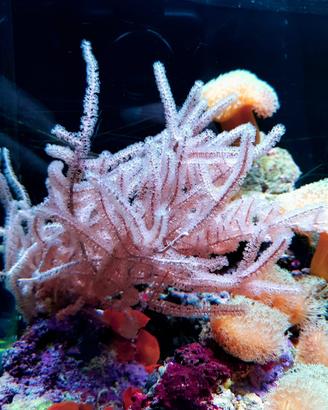Gorgonia pink coralli molli