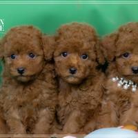 Bellissimi cuccioli di Barboncino Toy