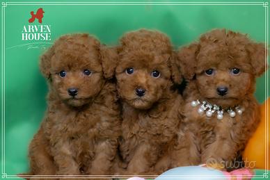 Bellissimi cuccioli di Barboncino Toy