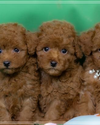 Bellissimi cuccioli di Barboncino Toy