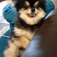 Volpino di pomerania toy