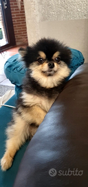 Volpino di pomerania toy