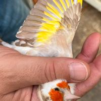 Disponibili cardellini major novelli 2025