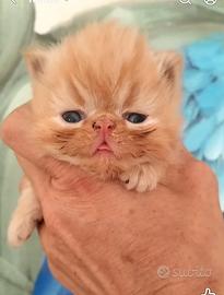 Gattina persiana rossa