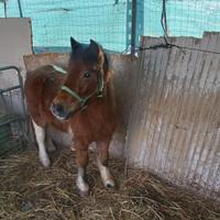 Pony