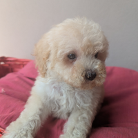 Patty barboncina albicocca