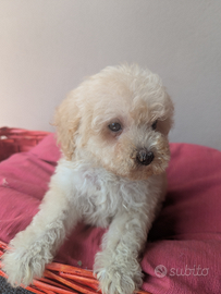 Patty barboncina albicocca