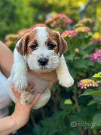 Maschio jack russell