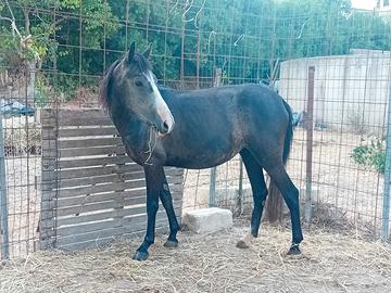 Cavalla pony calma, affidabile
