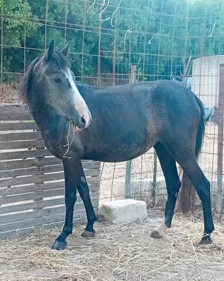Cavalla pony calma, affidabile