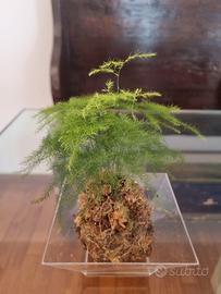 kokedama asparagus 
