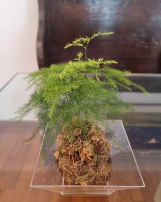 kokedama asparagus 