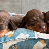 Bassotto a pelo duro