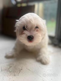 Cucciola di Maltipoo– 2 femmine e 1 maschio