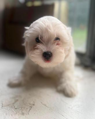 Cucciola di Maltipoo– 2 femmine e 1 maschio