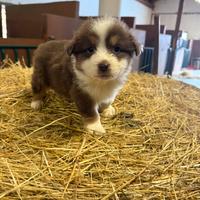 Cuccioli pastore australiano red tricolor