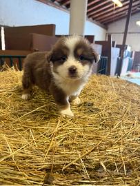 Cuccioli pastore australiano red tricolor