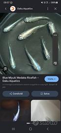 Medaka blue lame pesci acquario e laghetto