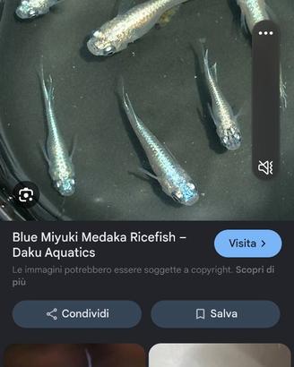 Medaka blue lame pesci acquario e laghetto