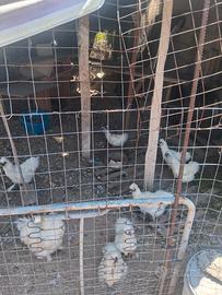 galline moroseta