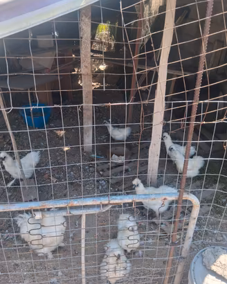 galline moroseta