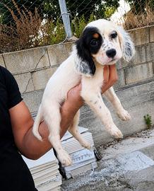 Setter inglese tricolore femmina