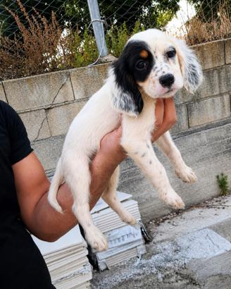 Setter inglese tricolore femmina