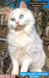 Gattini di Turco Van (il Gatto Pescatore) Disponib