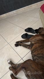 Cane boxer femmina anni 2