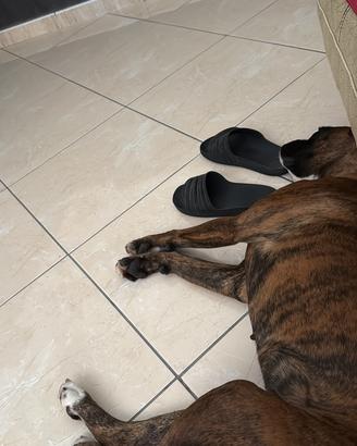 Cane boxer femmina anni 2