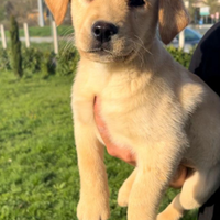 Cuccioli labrador con pedigree ENCI