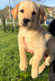 Cuccioli labrador con pedigree ENCI