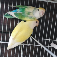 Inseparabili roseicollis