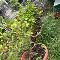 Piante di Limoni